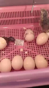 ตู้ฟักไข่ ส.ศราวุธ ตู้ฟักไข่ขนาด30ฟอง