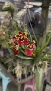 Tolumnia Orchid - Miniature Oncidium 9～16