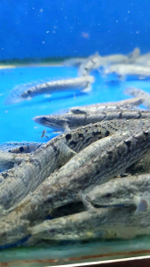 Delhezi Bichir/Ornamental fish/Freshwater/Readystock