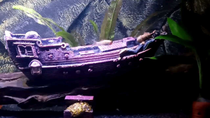 Hiasan aquarium kapal karam kapal black pirate aquascape Hiasan Aquarium Untuk Ikan - Lazada