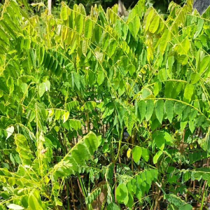 Bibit Tanaman Buah Belimbing Wuluh Super Murah