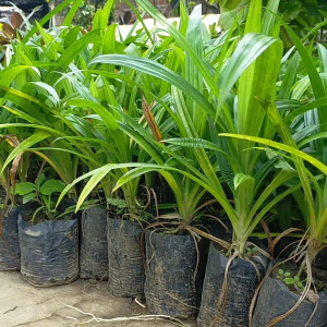 Bibit Tanaman Pandan Wangi Untuk Bahan Kolak dan Kue Spesial