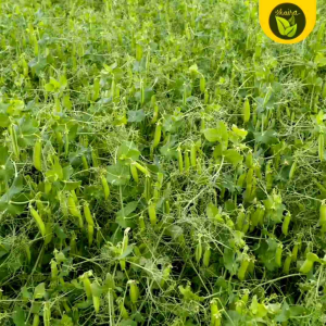 Binhi Pantanim 40-60 Seeds: A Guide to Planting Green Peas