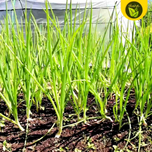 100 Seeds Binhi Pantanim Red Onion Herbs and Spices for Cooking