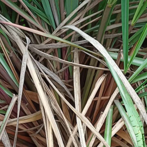 ตะใคร้หอม 10ต้น สำหรับปลูก