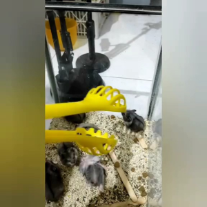CAPITAN - CAPIT UNTUK MENANGKAP HAMSTER ((KODE6))