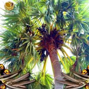 น้ำตาลโตนดแท้ ดัชนีน้ำตาลต่ำ ไม่มีวัตถุกันเสีย ขนาด 1 กก /ถุง