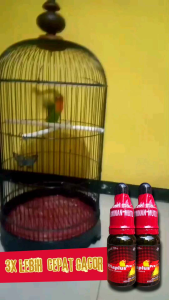 Vitamin Burung Vitaplus Vitamin Lovebird Atasi Macet Durasi Melar Jeda Rapat Kerja Lebih Maksimal Di Gantangan