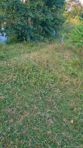 ใบสนูว่าว ยาว 63 เซนติเมตร กว้าง 12 มิล แต่งเสียงที่หัวใบสนูว่าวด้วยชันโรง(ขี้สูด) เหมาะสำหรับใส่คันสนูว่าวยาว 120