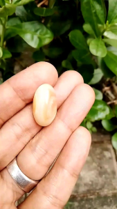 Batu akik mustika kantong semar