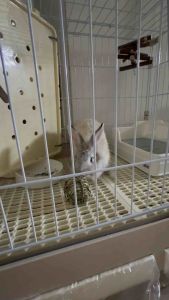 Pet Timothy Hay Ball 提摩西草球 Rabbit Toys Arnab Mainan Guinea Pig