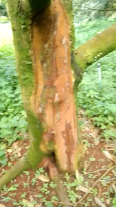 ยารักษาโรครากเน่าโคนเน่า ไฟท็อปเทอร่า เน่าคอดิน ราชมพู ฟิวซาเรี่ยม มอด