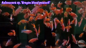 [PAKAN CICHLID] Pelet Ikan HD Complete Set