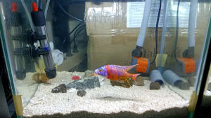 [PAKAN CICHLID] Pelet Ikan HD CICHLID singking (tenggelam) 500 gr