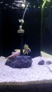 [PAKAN CICHLID] Pelet Ikan HD CICHLID floating (apung) 500 gr
