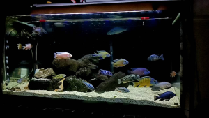 [PAKAN CICHLID] Pelet Ikan WATERPROS Pump Performance 185 gram