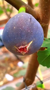 Bibit Buah Tin Ara Kondisi Sudah Berbuah
