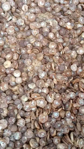 PINANG KERING kwalitas super Netto 1kg