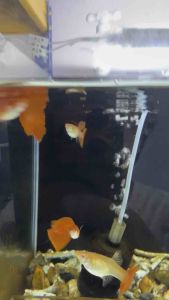 Albino Full Red 🇻🇳 Line Full Guppy Fish Pair (PREMIUM TOP GRADE)