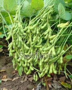 เมล็ด ถั่วแระญี่ปุ่นมิโดริ ญี่ปุ่น บรรจุ100เมล็ดลักษณะเด่นที่เมล็ดผักใหญ่ โดย 1 ฝักจะมีเมล็ด 2-3 เมล็ด)