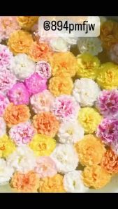 คละสี500เมล็ด เมล็ดพันธุ์คูณนายตื่นสาย ผ้าเรียวแพร่เซี่ยงไฮ***สำหรับศึกษาวิธีเพาะได้ในรายละเอียดสินค้า