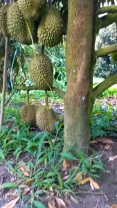 bibit tanaman durian Montong super jaminan asli