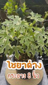 ไชยาด่าง กระถาง 8 นิ้ว ไม้มงคล ไม้ฟอกอากาศ