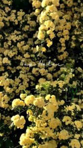 Parfum Wanita Original Gres Folie Douce De Gres EDT