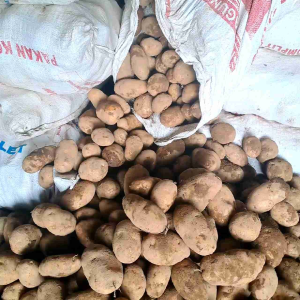 kentang dieng berat 1 kg