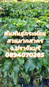 ต้นพันธุ์กระท้อน ปุยฝ้าย ขนาด 90 ซมขยายพันธุ์ โดยการติดตา