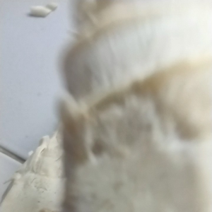 Jual Rembung Muda Segar 1kg Produk Musiman