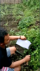 sabit baja asli premium super tajam dewi bintang garut