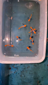 GUPPY FULL PLATINUM KOI BIG EAR RED TAIL PAIR