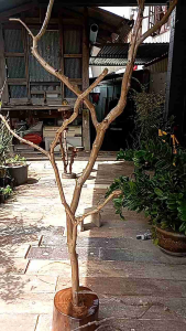 คอนกทำจากไม้จริงขนาด 200 cm