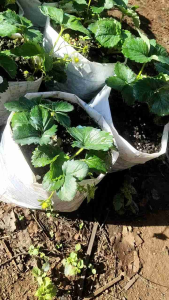 ต้นกล้าสตรอเบอร์รี่ 80🍓🍓🍓🍓/ชุดเซ็ต51020~ต้น พร้อมส่ง /10ต้นแถม1ทุกออเดอร์