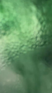 คลอโรฟิลล์แท้ ช่วยกระตุ้นระบบขับถ่าย ขับสารตกค้าง 200mg วิตามินซี และโอลิโกฟรุตโตสดี