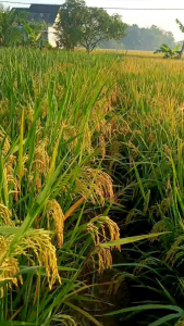 BENIH PADI AGT 303 KEMASAN 5 KG