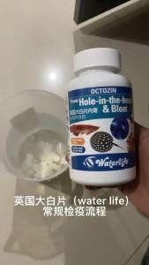 Waterlife Octozin Hole-In-The-Head & Bloat Treatment 200tablets