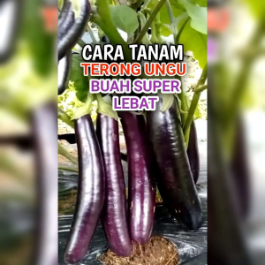 BENIH TERONG PANJANG UNGU (KEMASAN ORIGINAL )ISI -+300BUTIR