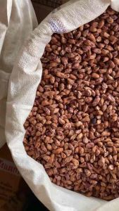 เมล็ดพันธุ์ถั่วลายเสือ 1 กิโล แกะแล้ว แห้งดีแล้ว จากแม่ฮ่องสอน งอกดีมาก ราคาพิเศษ