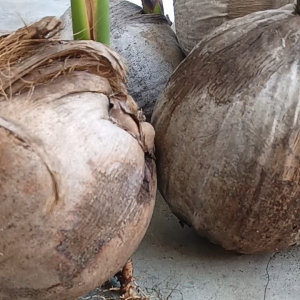 Anak pokok KELAPA PANDAN WANGI LEBAT BUAH /香蘭椰子果香(Air kelapa manis dan wangi/香甜的椰子水) organik