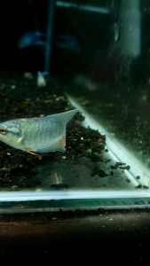 Blue Paradise Gourami/Ornamental fish/Freshwater/Readystock