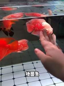 BESSN NEW Special for ASTRONOTUS /Oscar Fish Floating fish Pellet