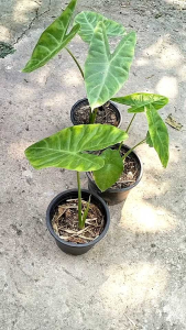 ว่านพญาจงอาง (Alocasia longiloba) ไม้ฟอกอากาศ ราคา 50 บาท (กระถาง 5 นิ้ว)