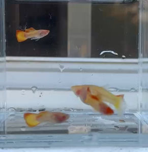 Albino Orange koi glass berry (1 pair)
