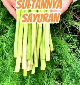 8 Butir Biji/Benih Asparagus Mary Washington