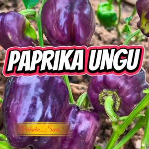 [Virladia Seeds] Biji Benih tanaman Paprika Ungu