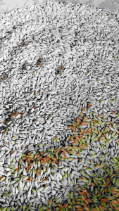 Shop Mall Bibit Padi Gogo Darat Impor Malaysia - Benih Unggul Beras Merah