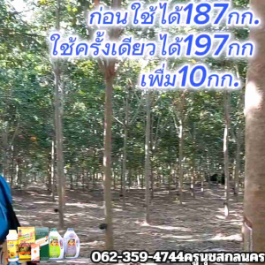 ปุ๋ยน้ำบำรุงยางพารา#เพื่มน้ำยางฟื้นฟูยางตายนึ่งขนาด1000cc.