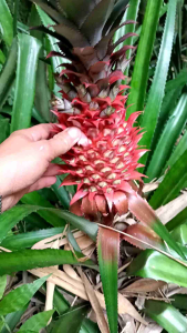 nanas merah asli nanas muda per pcs